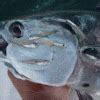 stripersonline|Main Fishing Forum .